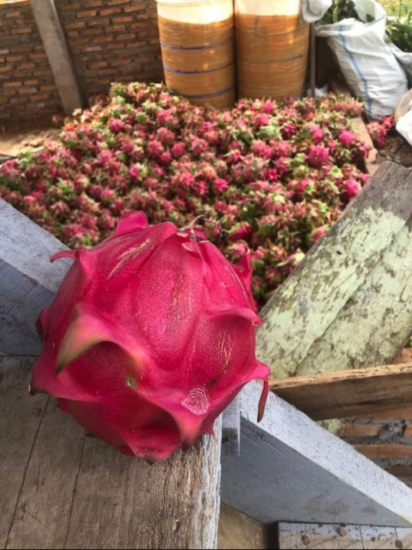 Dragon Fruit from Indonesia